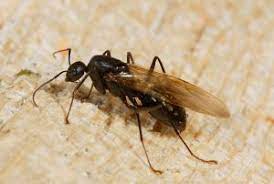 Carpenter ant control is extremely important in the seattle area, and catching an infestation early in the game is best. Flying Carpenter Ants Id Winged Carpenter Ant In House