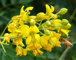 Image result for Erythrostemon