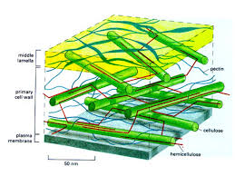 So, a molecular biologist may study the structures and functions of genes or proteins involved in biological processes of animals, plants or microbes, a microbiologist. The Plant Cell Wall Growth And Development From Biochemistry And Molecular Biology Of Plants Ppt Download