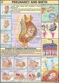Pregnancy Birth For Human Physiology Chart