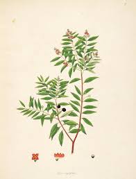 Image result for Santalaceae