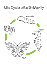 Life Cycle Of A Butterfly Coloring Page From Butterfly Category Select From 25683 Printable Crafts Of Butterfly Life Cycle Life Cycles Butterfly Coloring Page