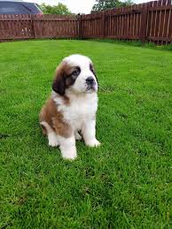 St Bernard Puppy With White And Beige And Dark Brown Coat Cutest Dog In The World Sitting On A Grassy Lawn Cutepuppylo Cute Dogs Images Cute Dogs Puppies