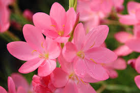 Image result for Hesperantha