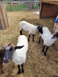 Anyone interested in a used hot water tank and toilet? Hot water tank is  about 10 years old. Was working fine. We just upgraded to a bigger and  better one. Toilet is…