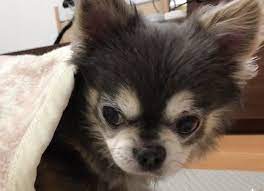 毛布ので寝ていたチワワの寝起き顔がキュート いぬのきもちweb magazine チワワ 犬 画像 いぬ