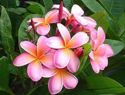 Kanahoe Sunburst Plumerias Como La Flores En Frente De Mi Casa En Hawai I Exactamente Plumeria Flowers Plumeria Flower Photos