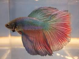 ¿cómo son los peces betta delta? Super Delta Betta Male Aquariumfishsale Com Live Tropical Fish For Sale Betta Fish Betta Betta Fish Types