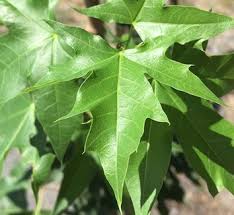 Image result for Shira Red 2014 A1