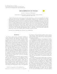 Image result for Cyphostemma paucidentatum