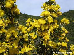 Guardate come sono carini questi fiori spontanei che stanno fiorendo in questo periodo qui li chiamavano galletti e visti. Fiori Gialli In Sardegna