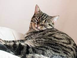 How Spaying One Animal Can Save Thousands