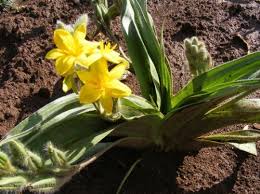 Image result for Hypoxis hemerocallidea