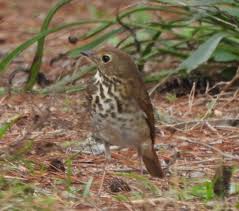Morning from Navarre Fl two birds visiting today I'm not sure of, the first  looks almost like a thrasher but he's much smaller. The second I think is  some sort of flicker