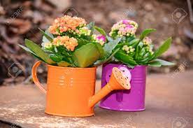 Ebay.com has been visited by 1m+ users in the past month Colorful Decorative Watering Cans With Kalanchoe Flowers Stock Photo Picture And Royalty Free Image Image 50734000