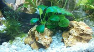 Syarat lainnya, tanaman aquascape ini bisa tetap tumbuh tanpa asupan co2 adalah dengan rajin mengganti air seminggu sekali sebanyak 30% dan berdasarkan master aquascape aquarium, gas co2 itu penting bagi tanaman air tawar. Cara Membuat Aquascape Simple Tanpa Co2 Dan Chiller Ferboes Com