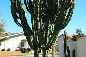 Image result for Euphorbia ingens