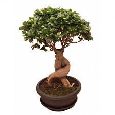 Bonsai bakımı, oldukça sabır ve dikkat istemektedir. Bonzai Cicegi