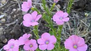 Image result for Linum