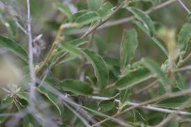 Image result for Dicoma galpinii