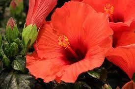 Einige arten der großen gattung hibiscus (eibisch, hibiskus) werden nicht nur im garten sondern auch in wohnungen gepflegt. Hibiskus Uberwintern Der Beste Standort Und Winterschutz