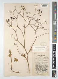 Image result for Centemopsis filiformis