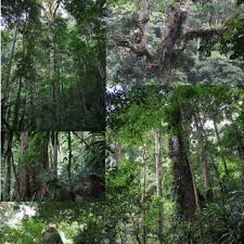 Image result for Drynaria volkensii