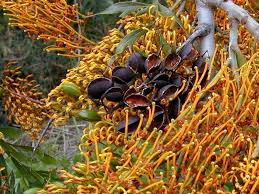 We did not find results for: Pin On Tree Species