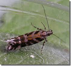 Image result for Ericinella