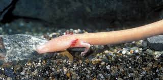 Le protée : un amphibien des cavernes pouvant vivre plus de 100 ans grâce à  son ADN particulier