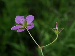 Image result for Eriosema scioanum