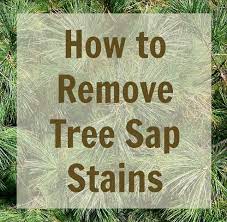 How To Remove Tree Sap Stains From Carpet Clothing Walls And Hair Bbt Tips On The Spot Remove Tree Sap Tree Sap Hand Sanitizer