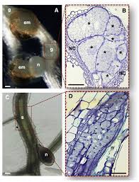 Phloem is a specialised tissue for food conduction in higher plants. Frontiers On The Track Of Transfer Cell Formation By Specialized Plant Parasitic Nematodes Plant Science