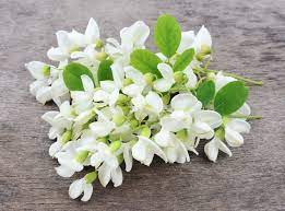 Acacia Flowers Ltd Best Flower Wallpaper