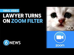 'i'm here live, i'm not a cat': I M Not A Cat Lawyer Accidentally Turns Filter On During Zoom Call Alltolearn Blog