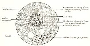 Histology Cell Article