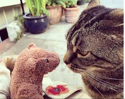 Honey Bear Kedileri Irk Ve Ozellikleri Honey Bear Kedileri Irk Ve Ozellikleri Amerika Nin California Eyaletinde Laboratuvar Ortaminda Kedi Iran Kedisi Genetik