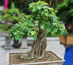 Bonsai india, ludhiana, punjab, india. How To Grow Peepal Tree Bonsai India Gardening