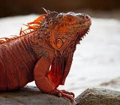 Image Result For Red Iguana Iguana Red Animals