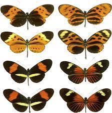 In batesian mimicry, one species possesses the chemical defense. Mullerian Mimicry Wikipedia