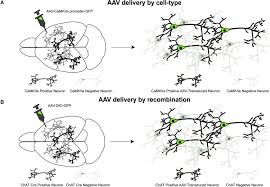 Image result for White 1997 AAV