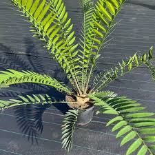 Image result for Encephalartos senticosus
