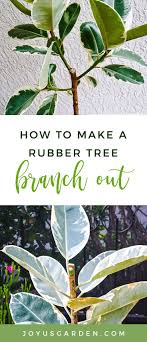 Everywhere you prune, new branches will spring up. How To Make A Rubber Tree Branch Out Joy Us Garden Rubber Tree Rubber Tree Plant Trees To Plant