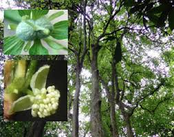 Image result for Paranecepsia