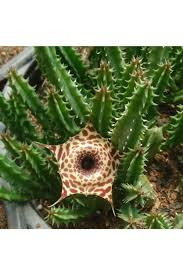 Image result for Huernia longituba