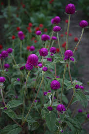 Image result for Gomphrena globosa