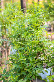 Image result for Tecoma fulva