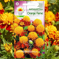 Image result for Tagetes patula