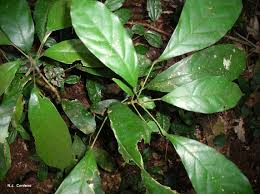Image result for Cola greenwayi