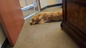 Beautiful, healthy golden retrievers farm bred and family raised in the forests of colorado. Northern Colorado Golden Retriever Puppies For Sale Home Facebook